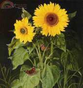 Golden Kite 1246 Sunflowers