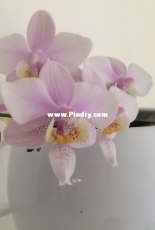 Orchids are my second hobby: Phal. Wiganiae (known like Philadelphia)