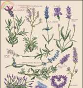 DMC NTB-563 Lavender Sampler 2 / Lucas Creations - Variétés lavandes XSD