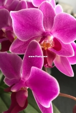 Orchids are my second hobby: Phal. Mukalla