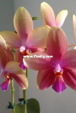 Orchids are my second hobby: Phal. Sweet Memory 'Liodoro'