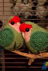 Ashley Radalj - Amigurumi Peach Faced Love Bird