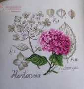 Hortensia - by Veronica Enginger
