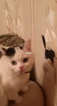 Shocked cat)