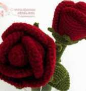 Sky Magenta - Rose Flowers