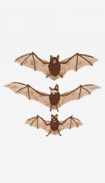 DMC - Halloween Bats - Free