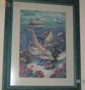dolphins- dimension