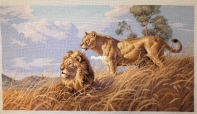 African Lions by Dimentions