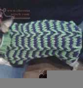 Green Dog sweater