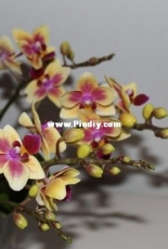 Orchids are my second hobby: Phal. Sogo Gotris (mini)