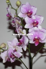 Orchids are my second hobby: Phal. Rotterdam