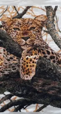 Leopard in a tree - Animal series