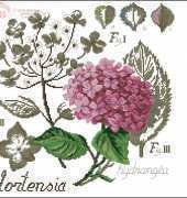 Hortensia étude botanique from DFEA 69 May-June 2009 (and HS 28)