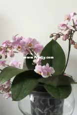 Orchids are my second hobby: Phal. Ping Long Cheris