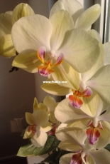 Orchids are my second hobby: Phal. Sun Passat
