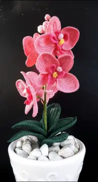 Mini Phal Orchid