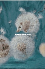 Chimera - Hedgehogs-Dandelions XSD