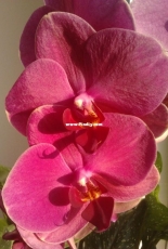 Orchids are my second hobby: My most old phalaenopsis (I dont know name)