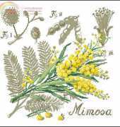 De Fil en Aiguille - DFEA-HS 28-Etude Botanique MIMOSA