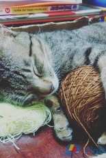 cat and yarn