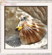 I Love CrossStitch  ILCS DG-003 Coral Shell III XSD