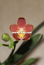 Orchids are my second hobby: Phal. Yaphon Perfume 'Сoffee'